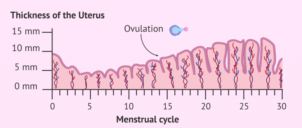 endometrial-uterine-lining-thickness-chart