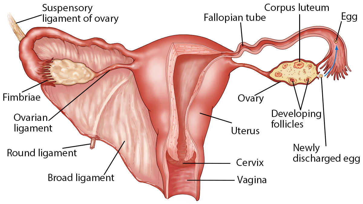 ovary-normal-size