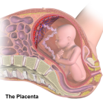 Placenta