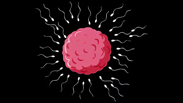 What is a blighted ovum