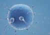 Tiny bubbles in semen could contribute to