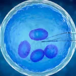Myths and Facts About In Vitro Fertilization or IVF