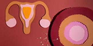 How Ovarian and Antral Follicles Relate to Fertility